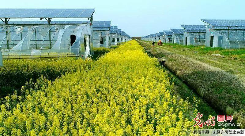安徽庐江：“光伏+农业”助力乡村发展